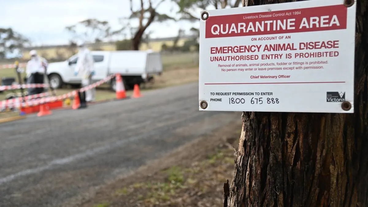 BIRD FLU ALERT Queensland on High Alert as Deadly Virus Hits Moreton Island - Second Image