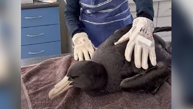 BIRD FLU HITS SEAL BAY Deadly H5 Strain Sparks Fears of Local Transmission - Second Image