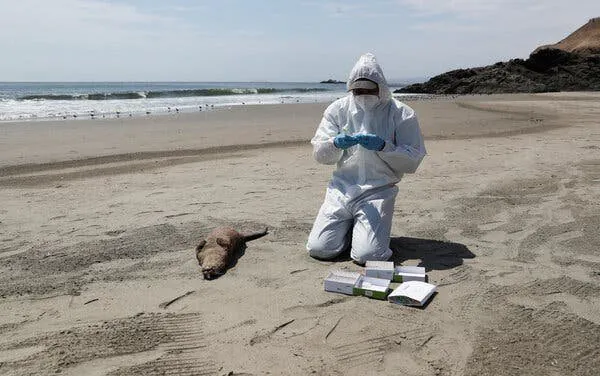 BIRD FLU EPIDEMIC THREATENS KANGAROO ISLAND'S ENDANGERED SEA LIONS - Second Image