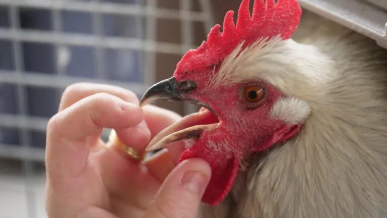 Bird Flu Strikes Perth Deadly Outbreak Fears Grip City