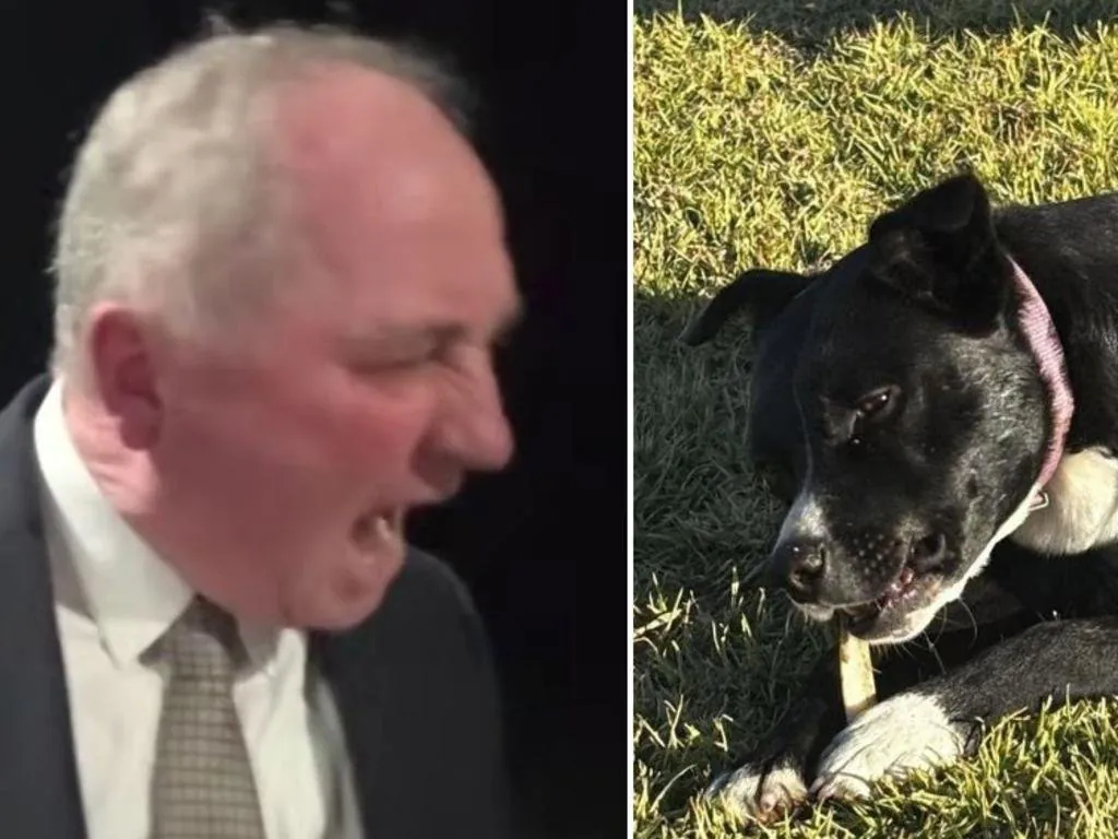 Barnaby's Dog Rant Sparks Fury, One Nation Cashes In - Second Image