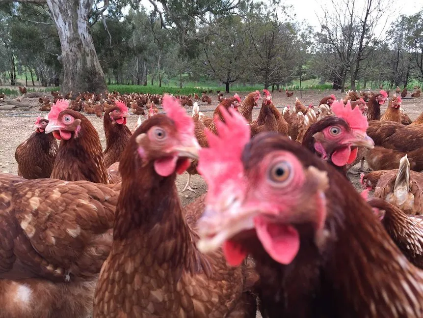 Bird Flu Outbreak Grips Australia Amid Fears of Egg Shortage - Second Image