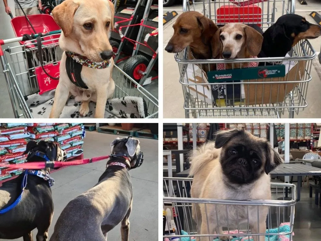 Rottweiler Mauls Girl in Bunnings Store Horror