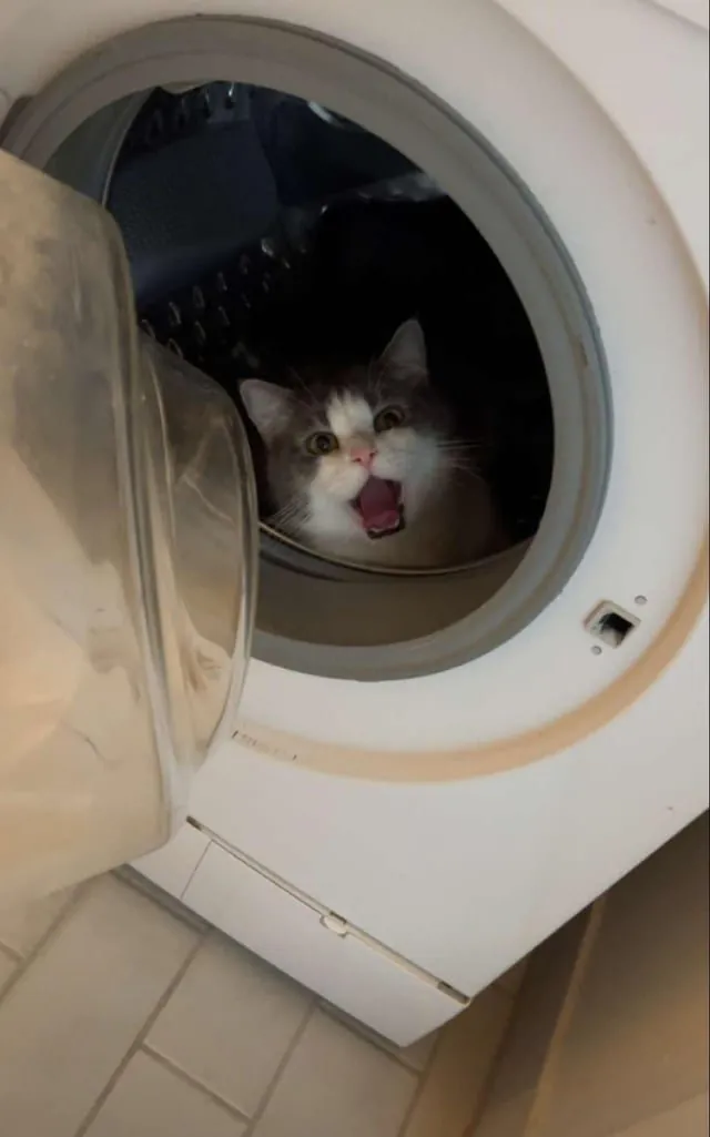 Kitty Survives 4-Hour Dryer Ordeal in Melbourne