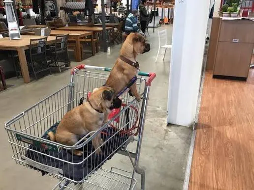 Rottweiler Mauls Girl in Bunnings Store Horror - Second Image