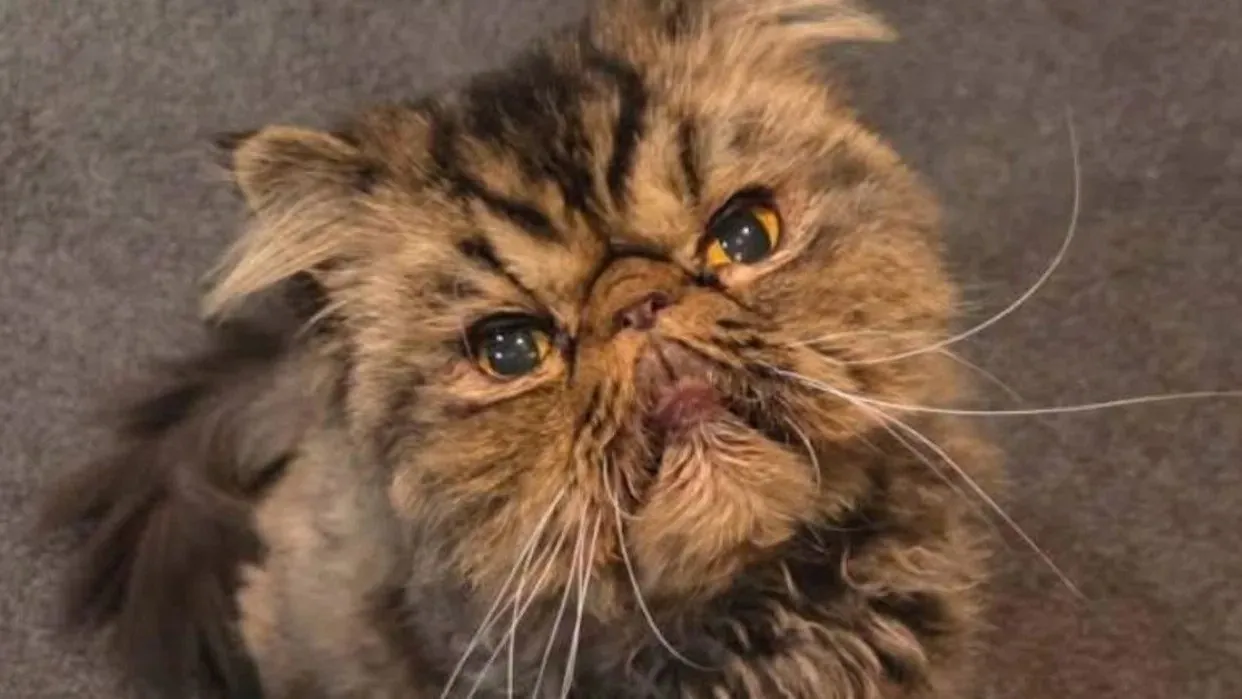 Kitty Survives Agonizing 4-Hour Dryer Ordeal in Melbourne - Second Image