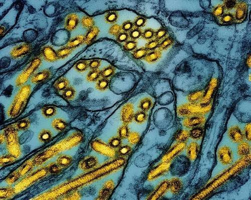 BIRD FLU HITS QUEENSLAND Deadly H5 Strain Sparks Wildlife Fears