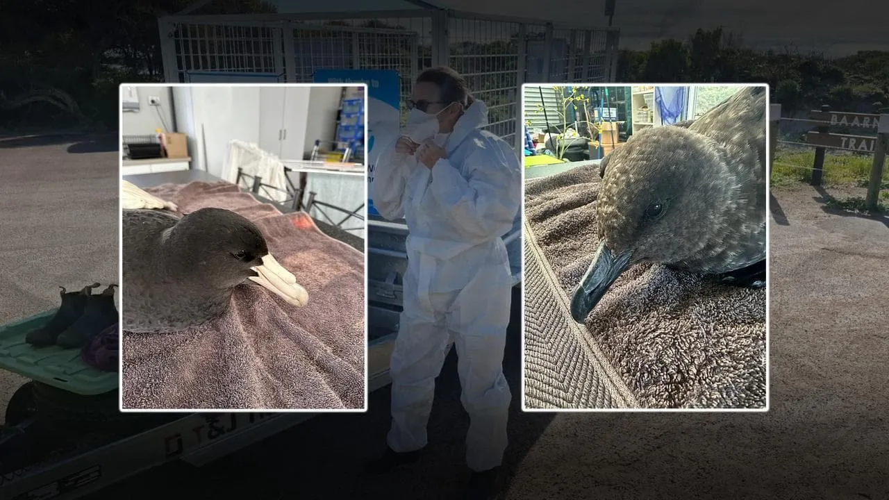  BIRD FLU HITS QUEENSLAND Deadly H5 Strain Sparks Wildlife Fears - Second Image