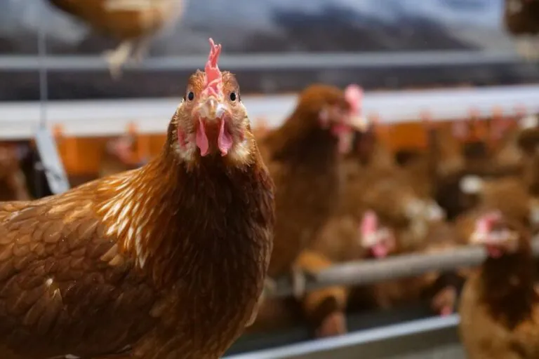 “Deadly H5 Bird Flu Hits Queensland ‘When, Not If’ Outbreak Looms”