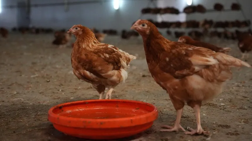 "Deadly H5 Bird Flu Hits Queensland 'When, Not If' Outbreak Looms" - Second Image