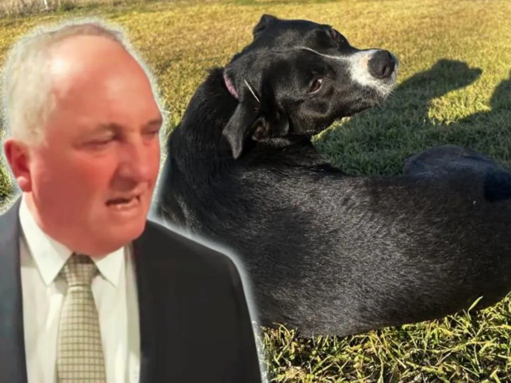 Joyce’s Wife Unleashes Fury on ABC Over Dog Drama