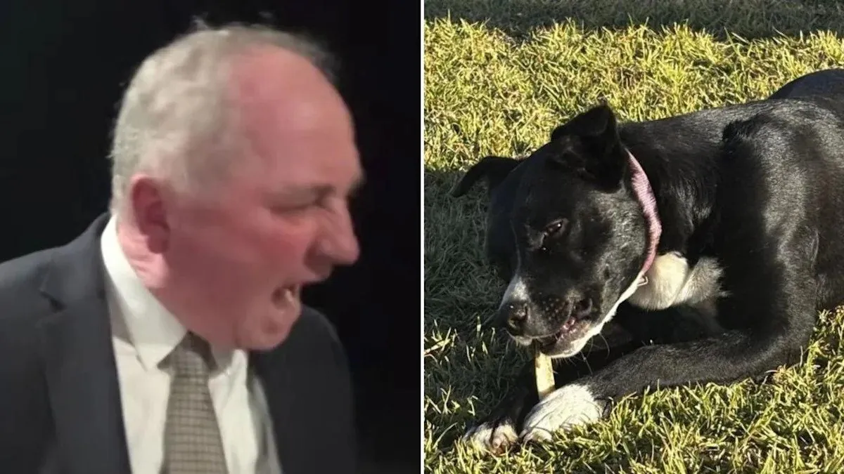 Joyce's Wife Unleashes Fury on ABC Over Dog Drama - Second Image