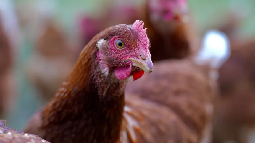 Deadly H5 Bird Flu Spreads to Aussie Native Species