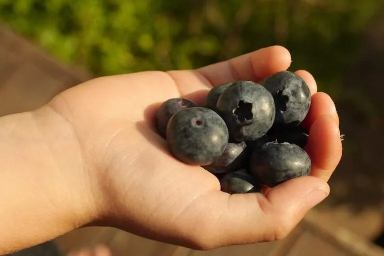 Toxic Berries Australia Proposes 500-Fold Increase in Deadly Pesticide