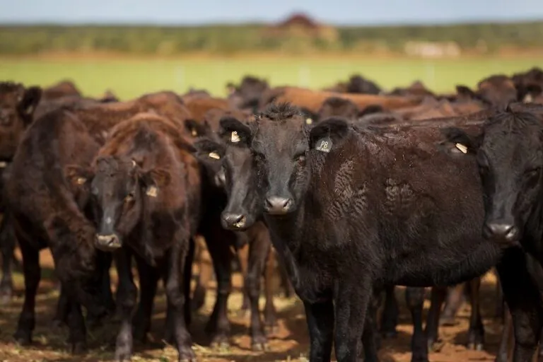 $200,000 Cattle Stolen in Queensland