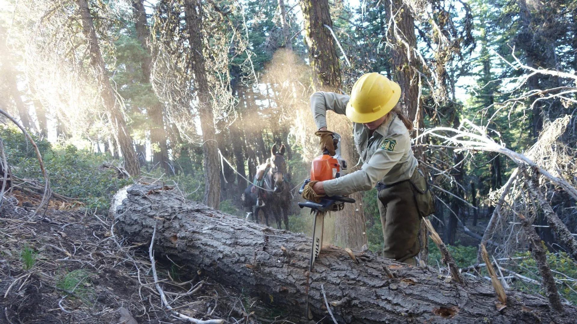 TIMBER TSUNAMI 50 Jobs Axed in Coffs Harbour, Sydney - Second Image