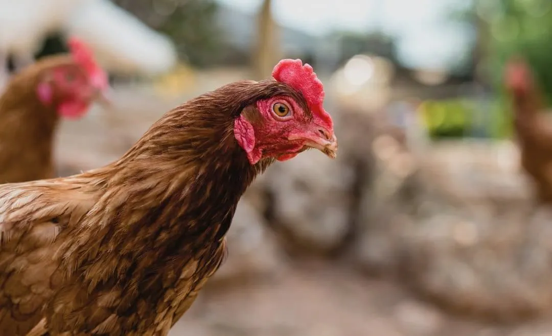 Deadly H5 Bird Flu Spreads to Aussie Native Species - Second Image