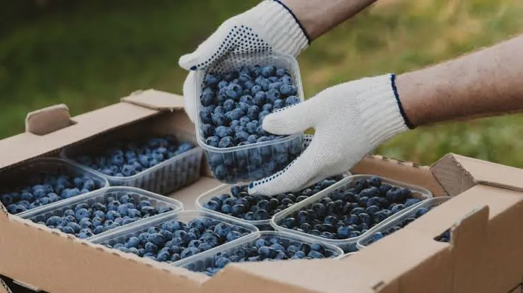 Toxic Berries Australia Proposes 500-Fold Increase in Deadly Pesticide - Second Image