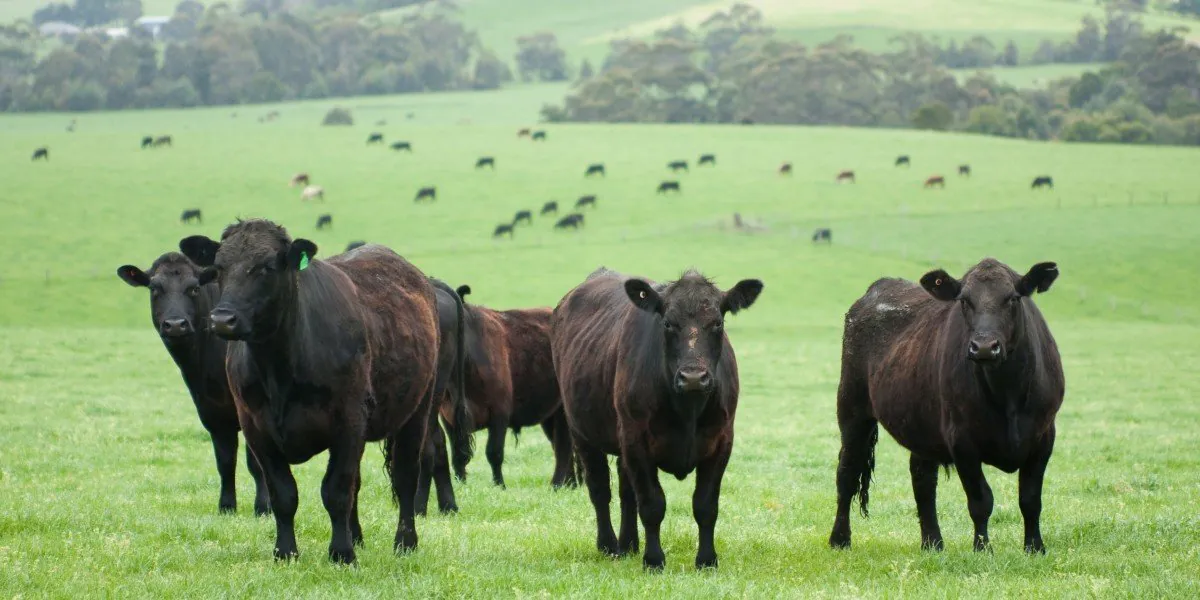 $200,000 Cattle Heist Rocks Central Queensland - Second Image