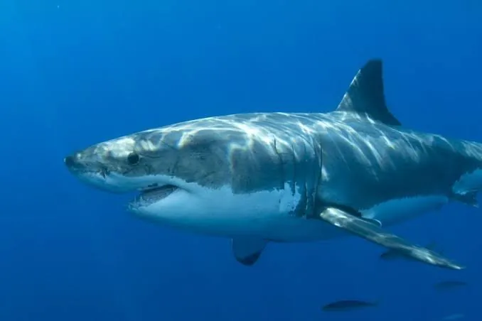 Bloody Shark Attack Rocks Aussie Beach