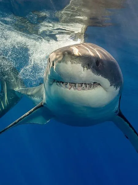 Bloody Shark Attack Rocks Tasmanian Beach - Second Image