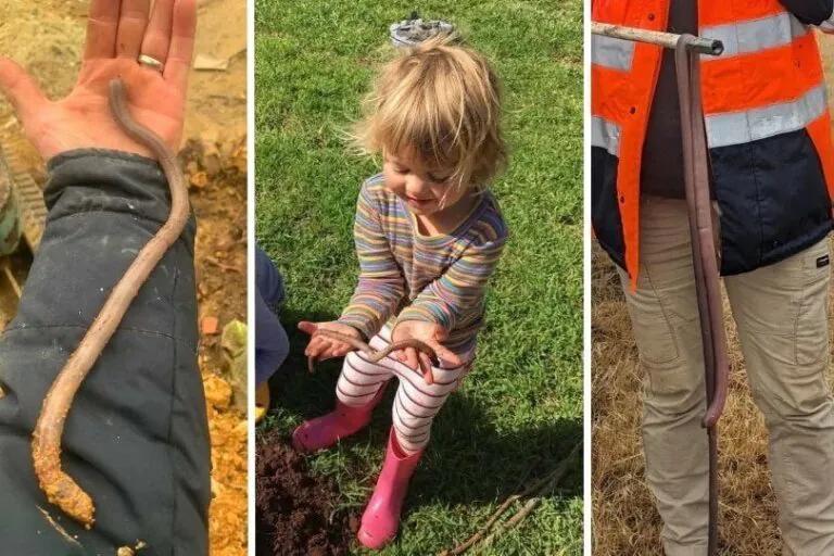 Giant 2-Metre Earthworms Terrorise South Australia’s Soil