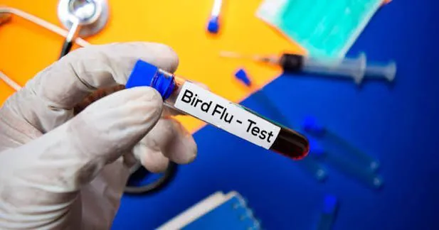 BIRD FLU PANIC Seven New Cases Strike South Australia