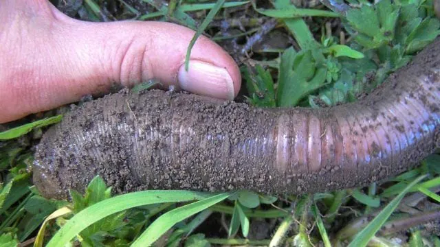 Giant 2-Metre Earthworms Terrorise South Australia's Soil - Second Image