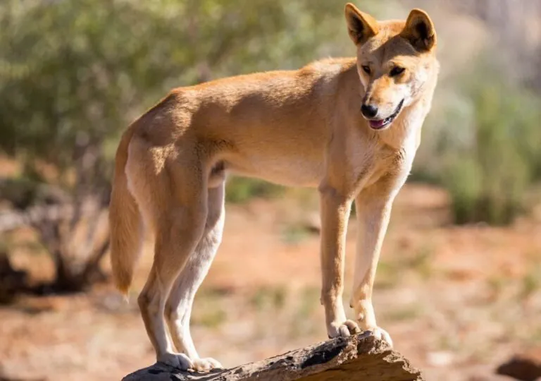 Wild Dogs Run Amok in WA’s Wheatbelt as Farmers Lose Control