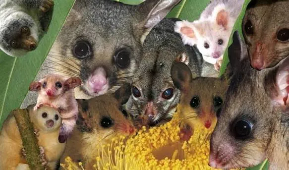 Mahogany Gliders on Brink as Funding Dries Up