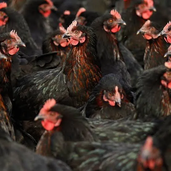 New Aussie State Hit By First Deadly H5 Bird Flu Virus