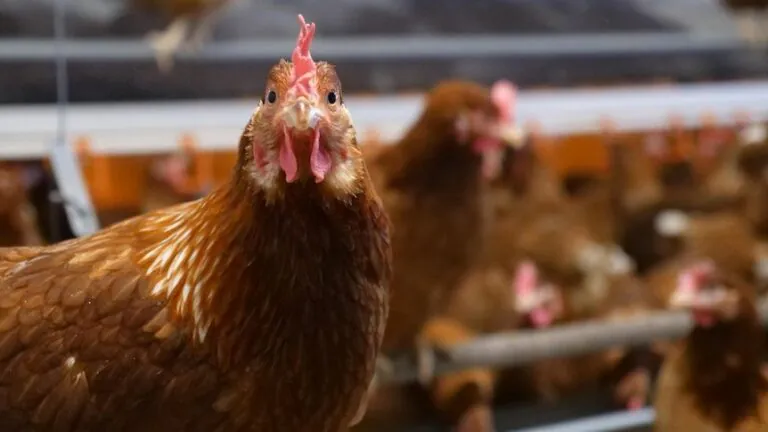 BIRD FLU EPIDEMIC HITS AUSTRALIA Experts Warn of Catastrophic Consequences