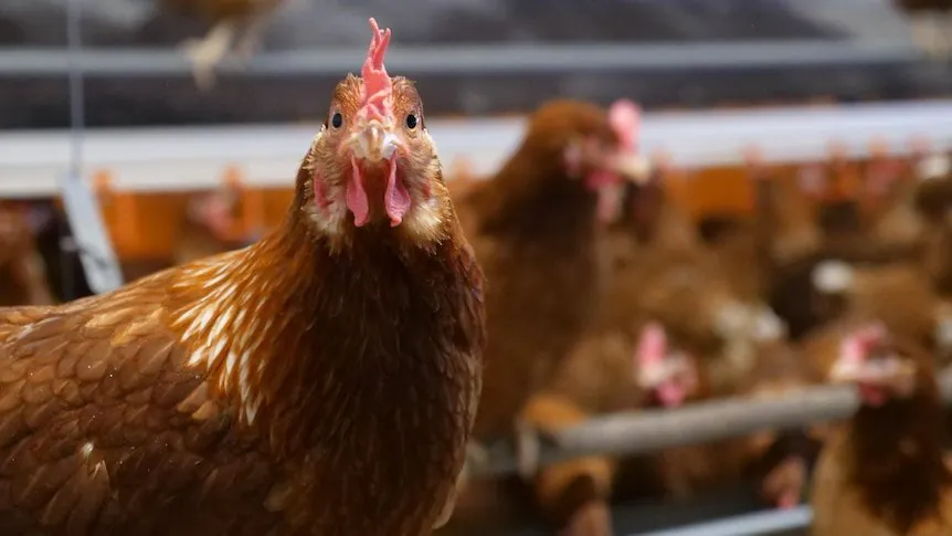 BIRD FLU EPIDEMIC HITS AUSTRALIA Experts Warn of Catastrophic Consequences