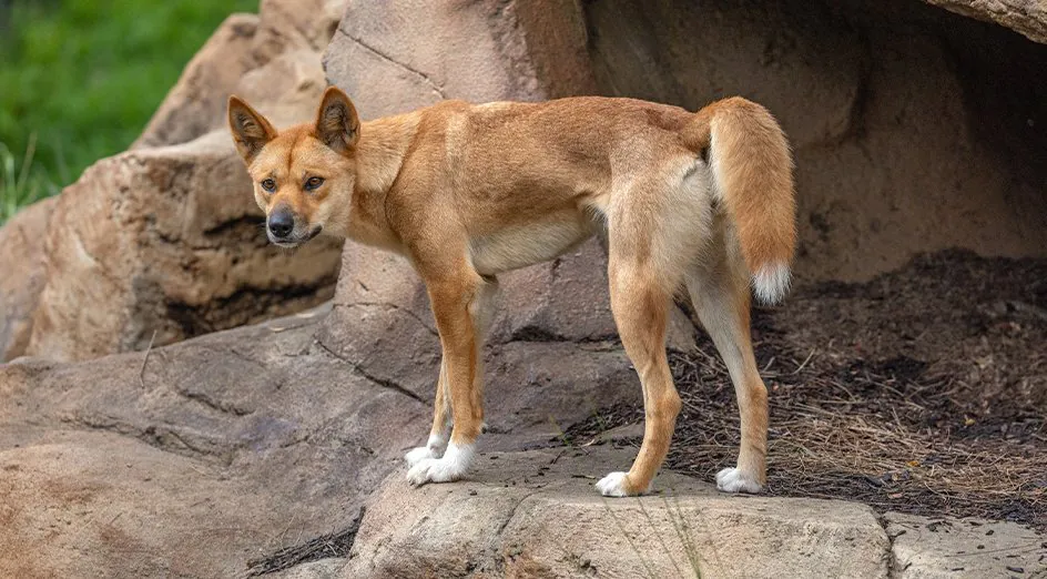 Wild Dogs Run Amok in WA's Wheatbelt as Farmers Lose Control. - Second Image