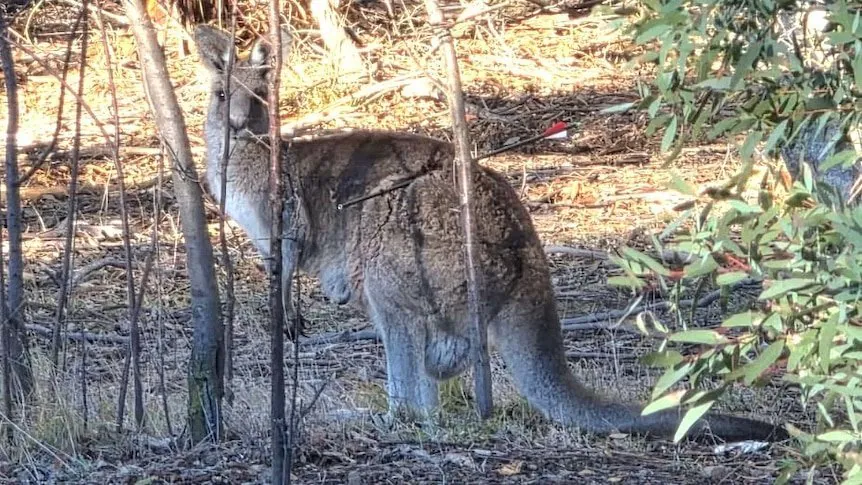 Kangaroo with Joey Shot with Arrow Sparks Desperate Police Hunt - Second Image