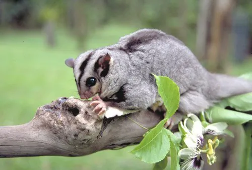 Mahogany Gliders on Brink as Funding Dries Up - Second Image