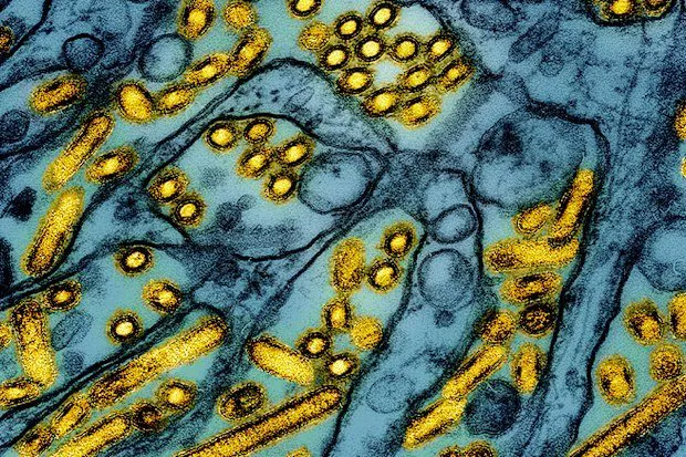 Deadly H5 Bird Flu Hits Victoria Expert Warns of 'Large Numbers of Deaths' - Second Image