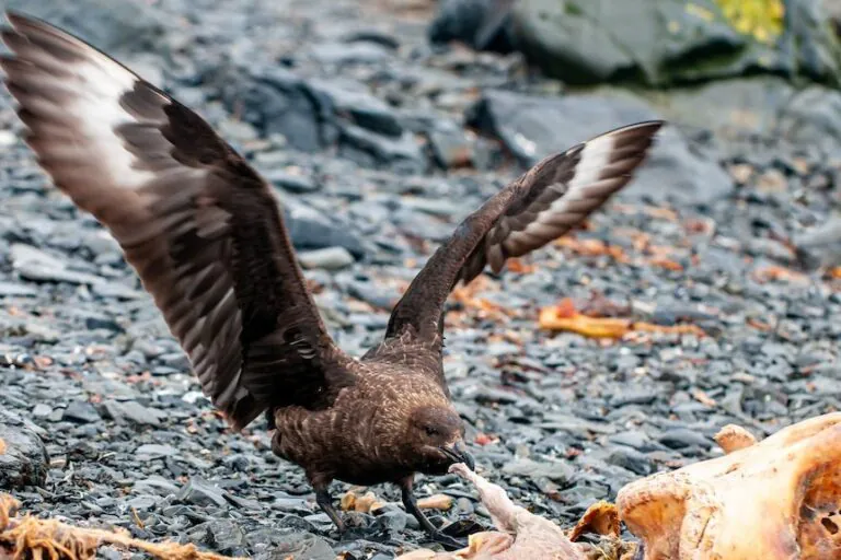 Deadly Bird Flu Hits Australia, Victoria on High Alert