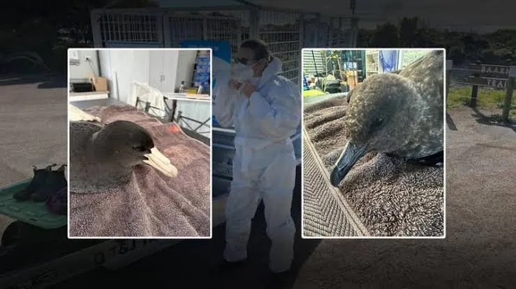 Deadly Bird Flu Hits Australia, Victoria on High Alert - Second Image