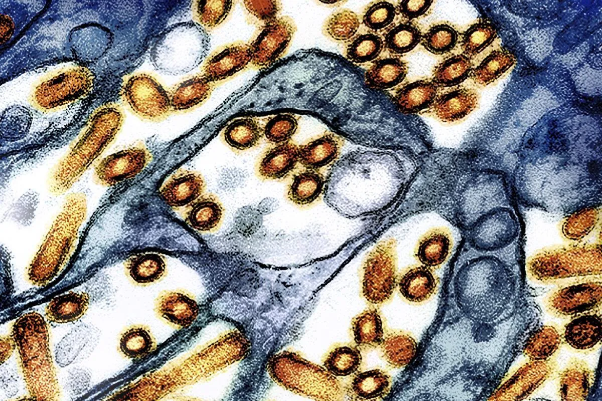 Deadly Bird Flu Strain Detected in NSW