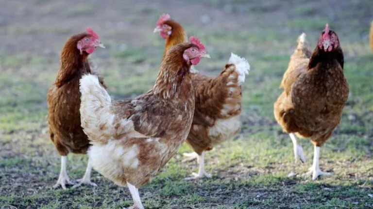 Bird Flu Spreads Across Australia