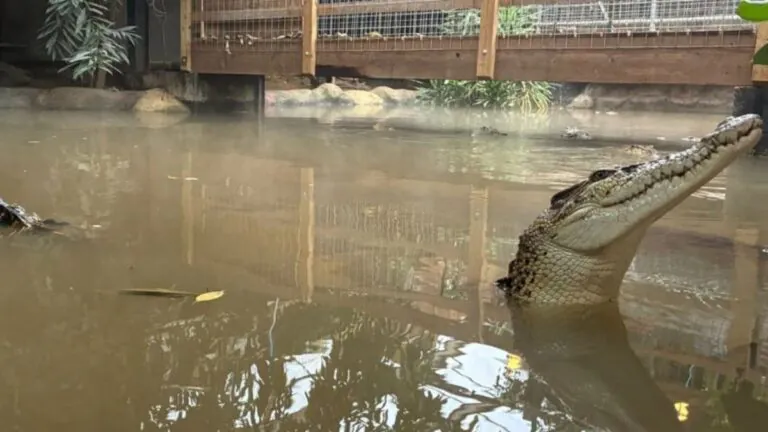 Parents Break Silence After Toddler Thrown to Crocodile at Zoo