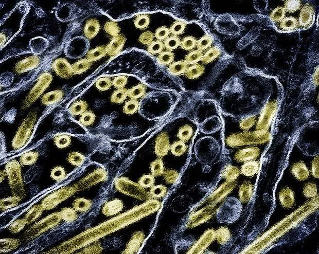 BIRD FLU HITS NSW Deadly H5 Strain Spreads to East Coast - Second Image
