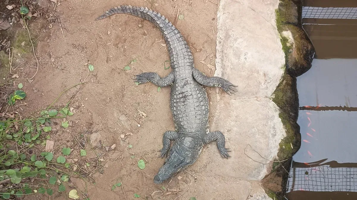 Toddler Thrown to Crocodile at UK Zoo in Horrific Attack - Second Image