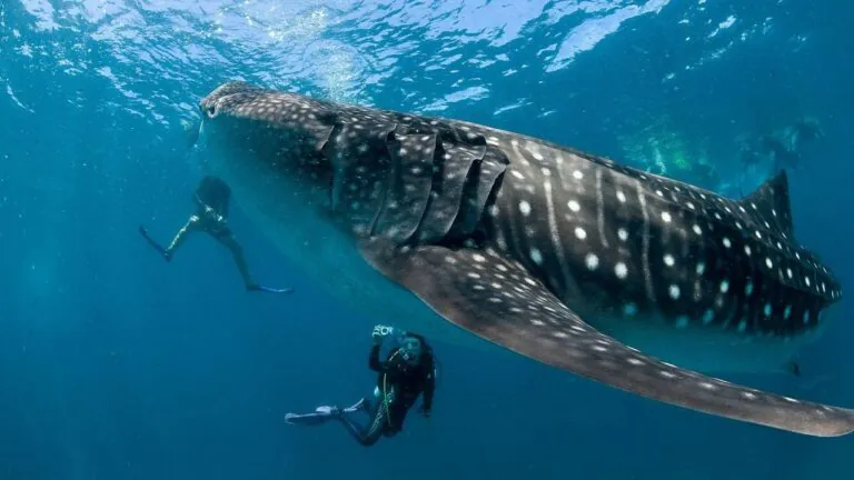 Australia’s Weak Fishing Laws Exposed After Whale Dead in Fishing Net
