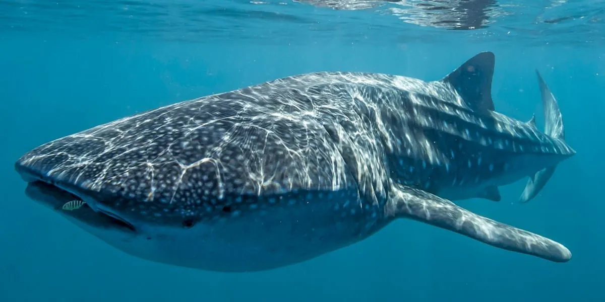 Whale Dies in Ningaloo Reef's Deadly Fishing Net Tangle - Second Image