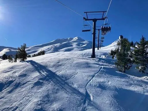 Music Star Killed in Freak Tree Crash of Mount Buller