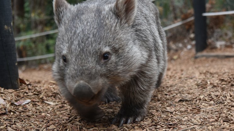 Wombat Killers Caught in Brutal South Gippsland Slaughter - Second Image