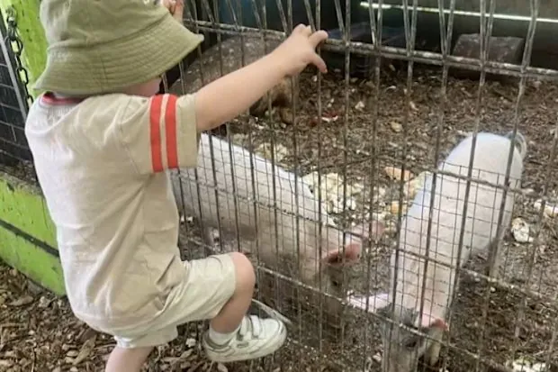 Brain Damage Scare Petting Zoo Horror Leaves Two Kids Fighting for Life