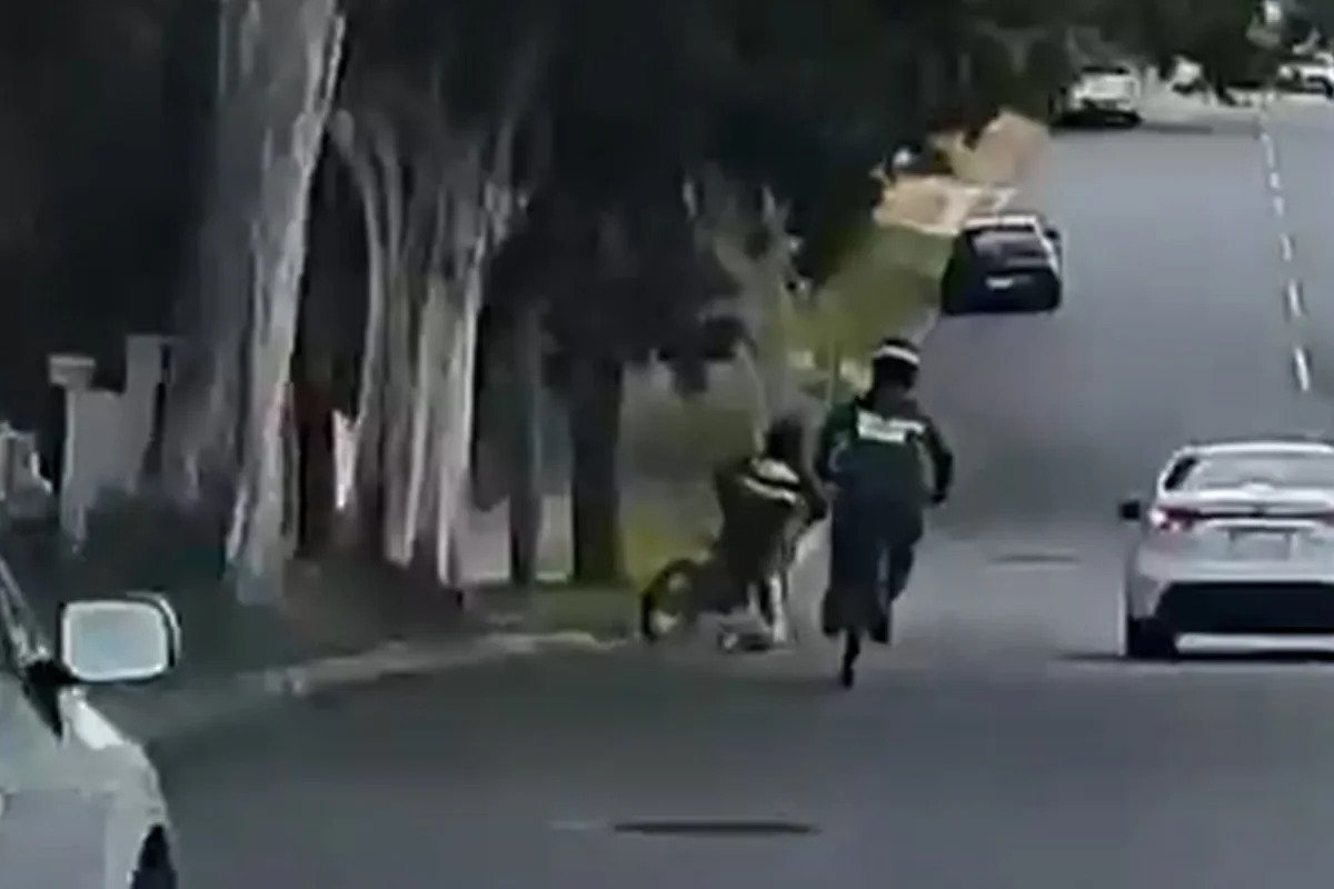 Koalas Slaughtered in Brisbane Hit-and-Run Horror - Second Image